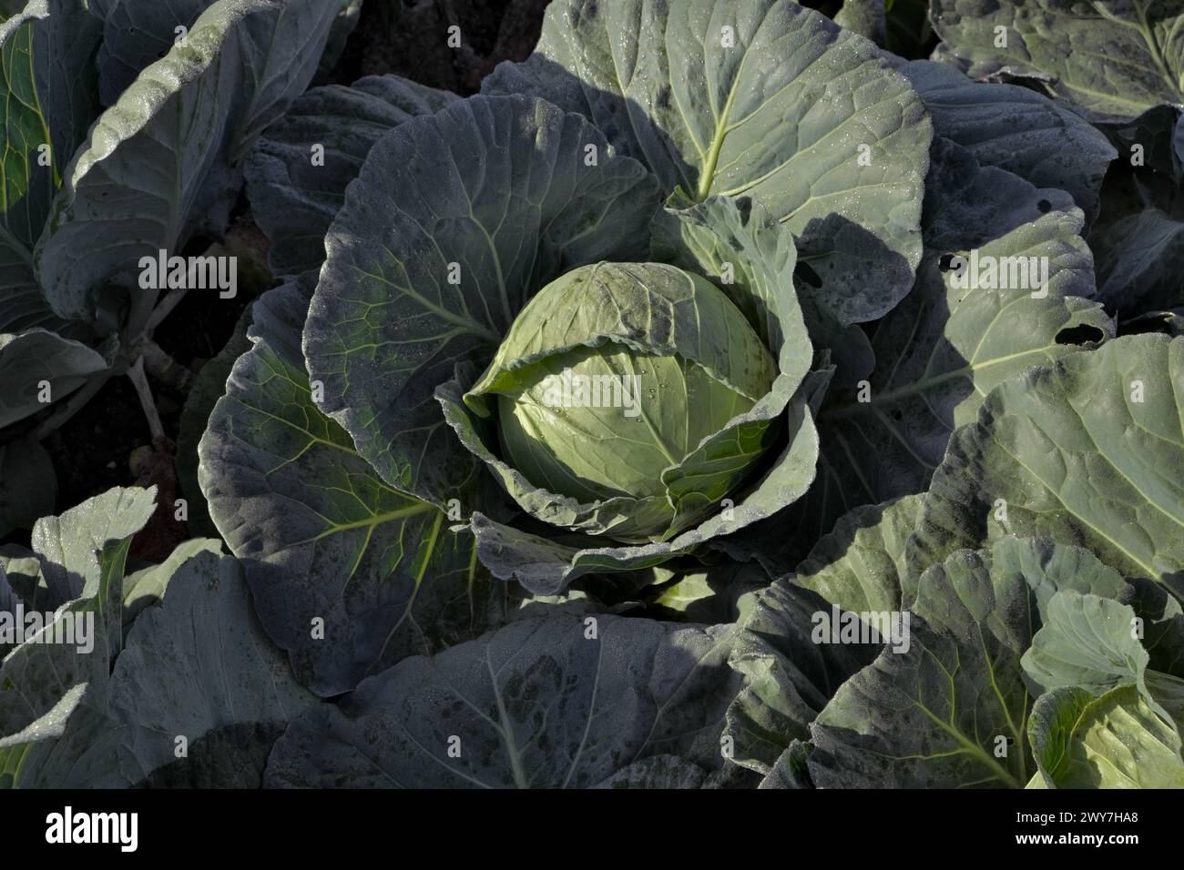 Kohl auf einem Gebiet Serbiens Stockfoto