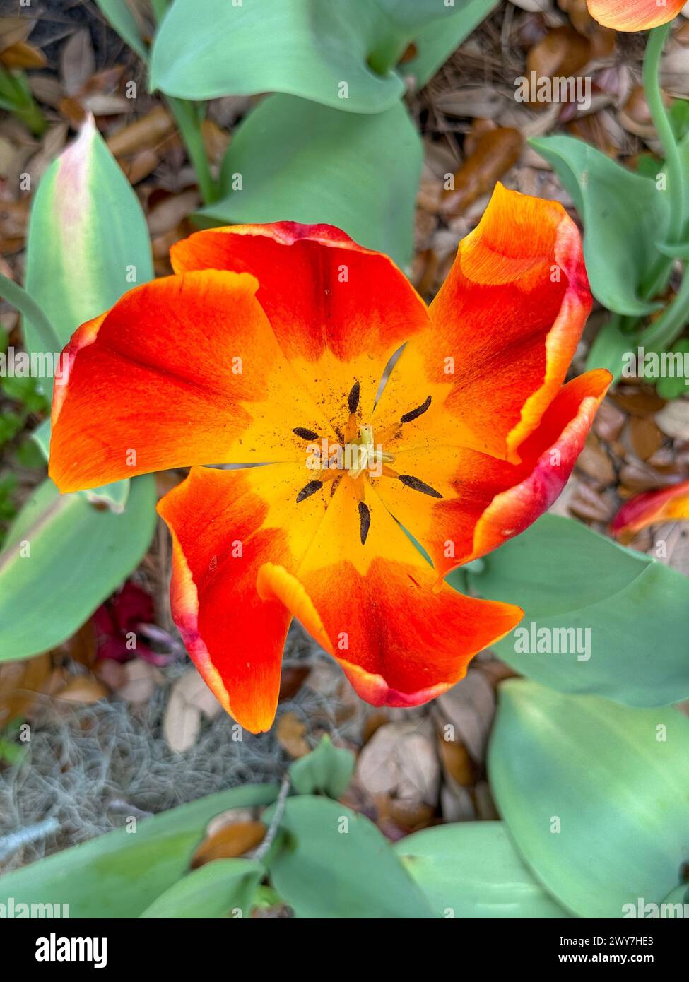 Leuchtende orange und gelbe Blüte umgeben von grünen Blättern und braunem Steinstein Stockfoto