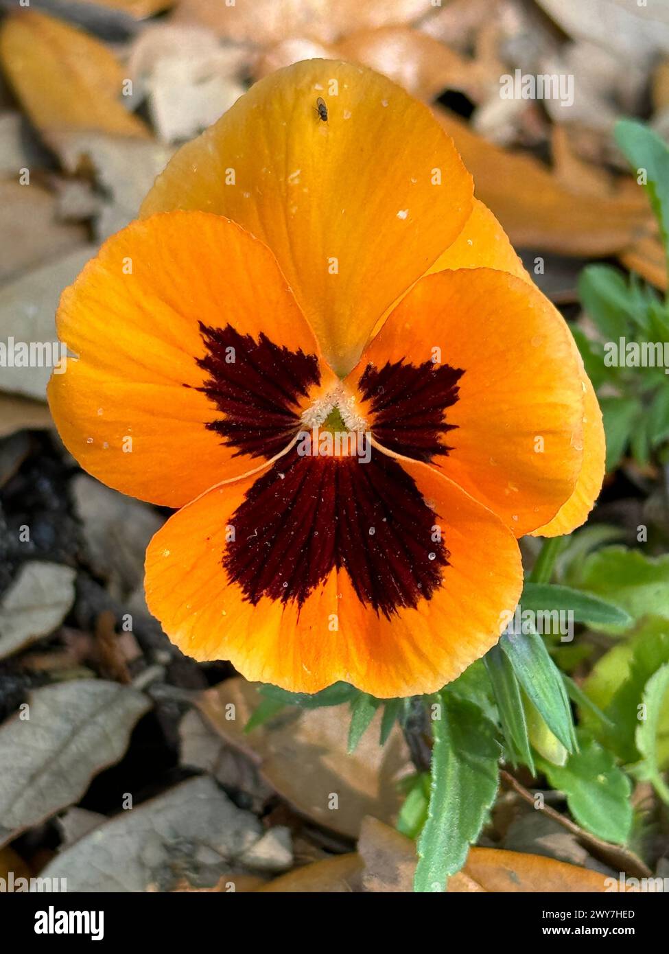 Ein orangenes Stiefmütterchen blüht auf einer Waldlichtung zwischen Laub Stockfoto