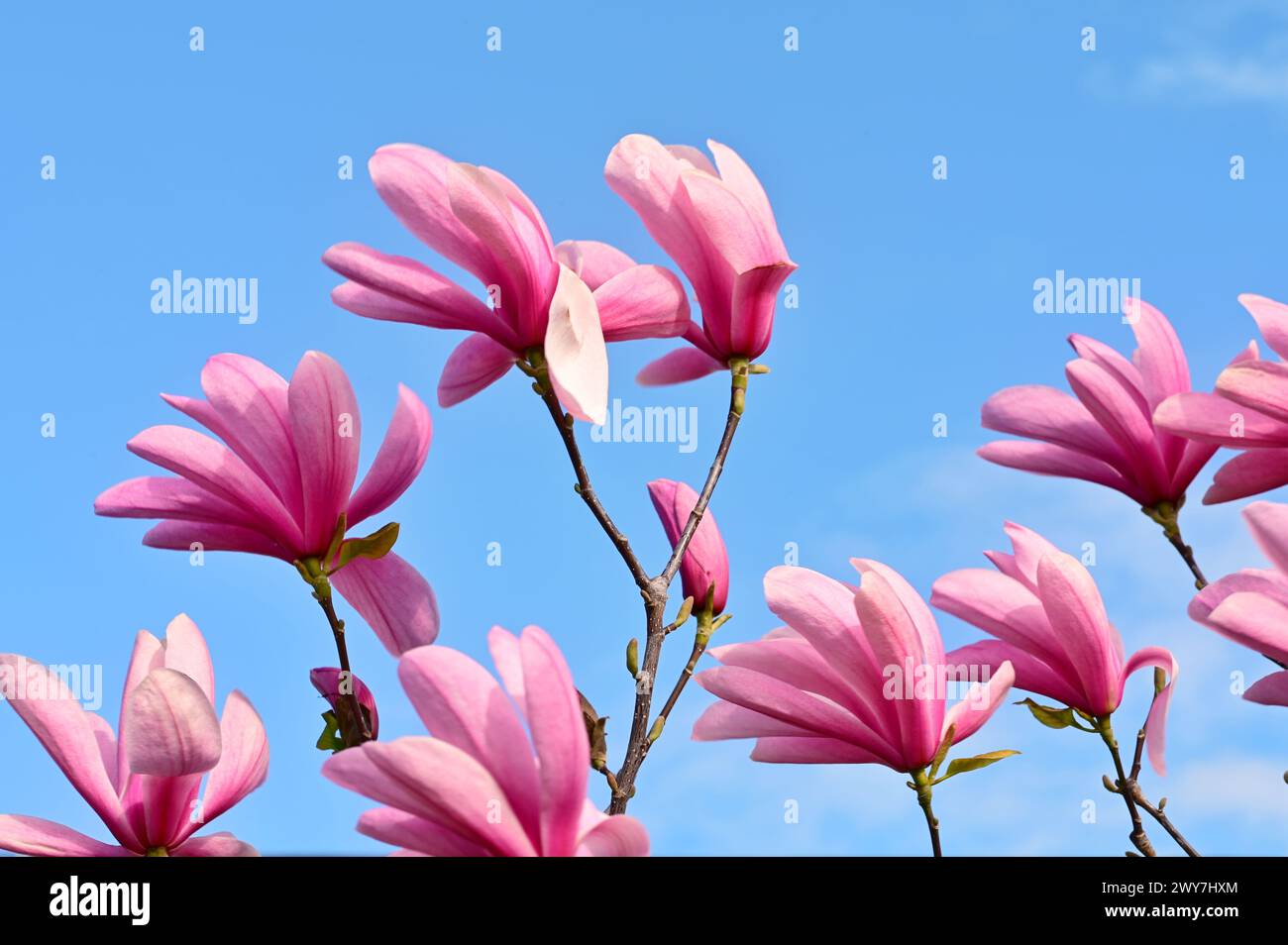 Einige Frühlingsblüten in Victoria, BC, Kanada Stockfoto