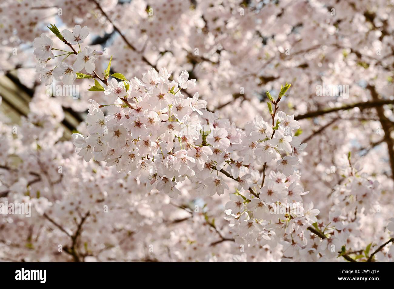 Einige Frühlingsblüten in Victoria, BC, Kanada Stockfoto