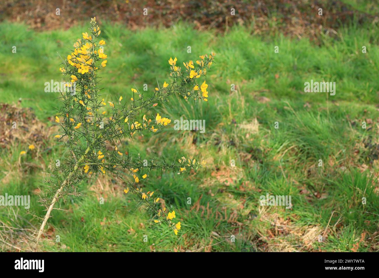 Gelb-grüner Ginsterstrauch in einer grasbewachsenen Landschaft. Frühfrühlingsansicht auf die Wälder in Gosport, Hampshire, Südengland. Stockfoto