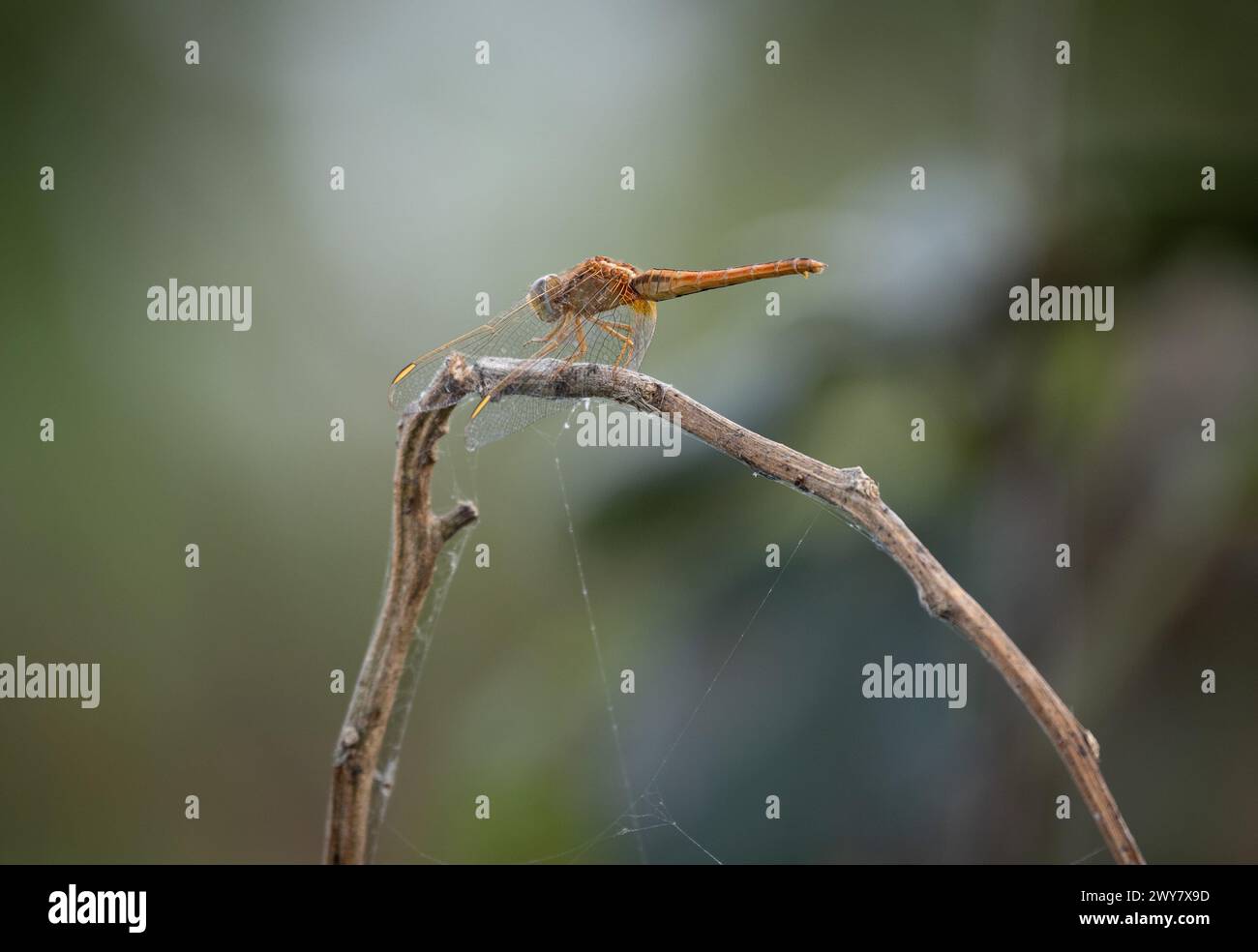 Eine selektive Fokusaufnahme einer orangefarbenen, scharlachroten Skimmer-Libelle auf einem Ast Stockfoto