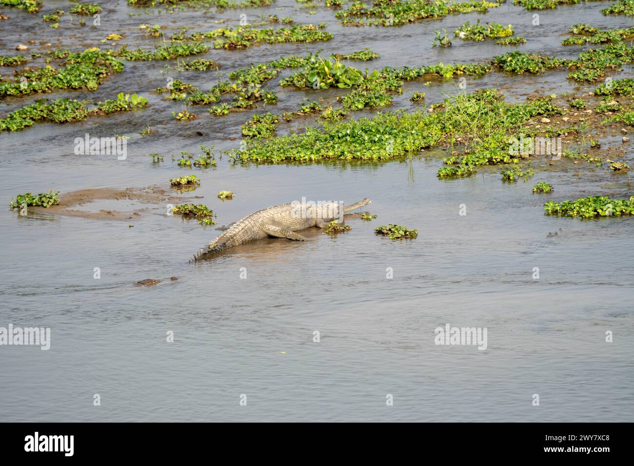 Ein kleines Krokodil, das im Wasser liegt, inmitten von üppigem Laub Stockfoto