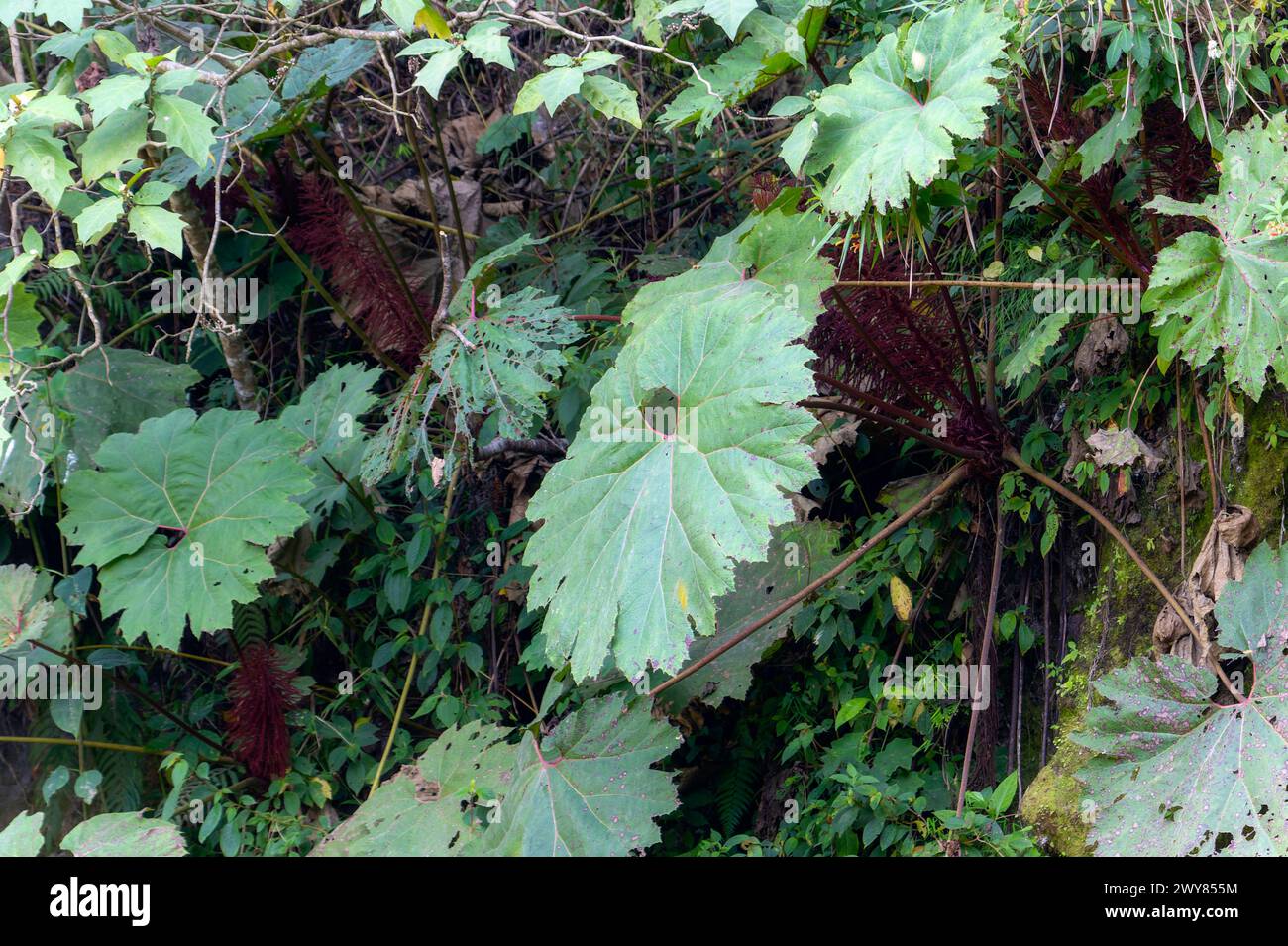 Eine Gruppe grüner Blätter, genannt Poor man's Umbrella, Gunnera insignis, wächst in einem üppigen Wald in Chiapas, Mexiko. Mit lebendigem Laub und n Stockfoto