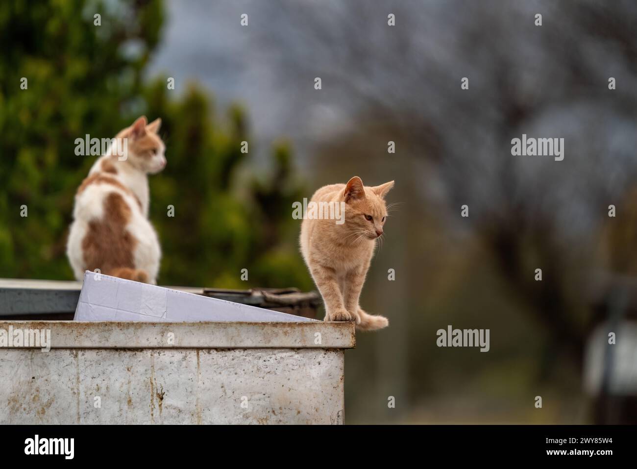 Katzen warten auf den Müllcontainer Stockfoto
