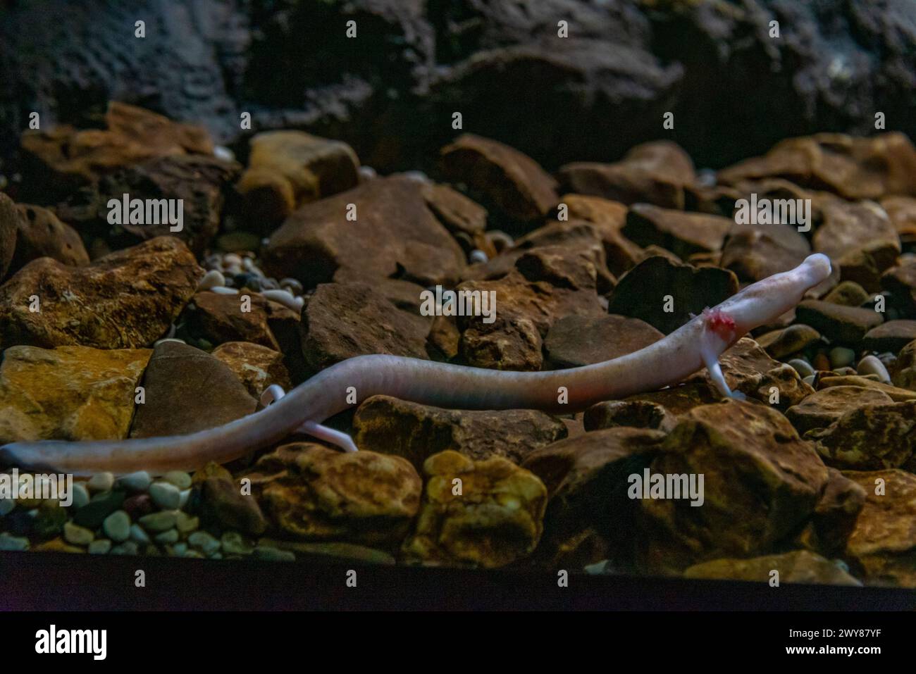 OLM Proteus Anguinus in der slowenischen Höhle Postojna Stockfoto