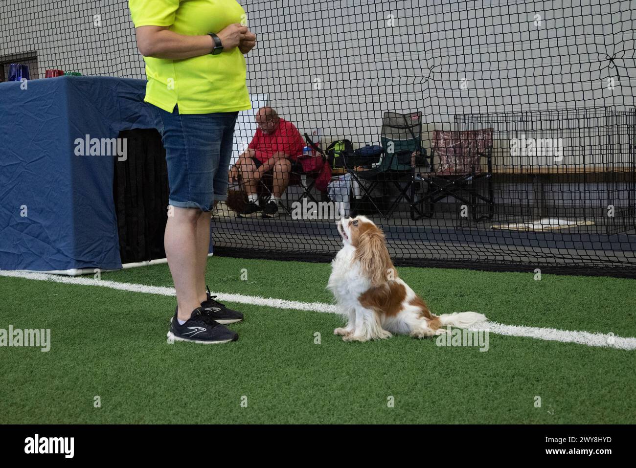 He Cavalier King Charles Spaniel ist eine britische Rasse von Spielzeughunden vom Typ Spaniel. Es werden vier Farben erkannt: Blenheim (Kastanien und weiß), dreifarbig Stockfoto