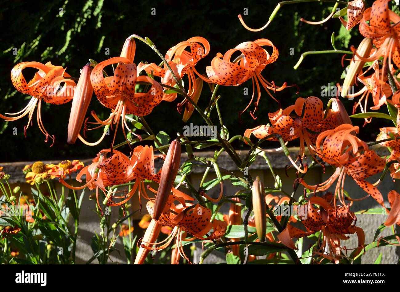 Die Tigerlilien Stockfoto