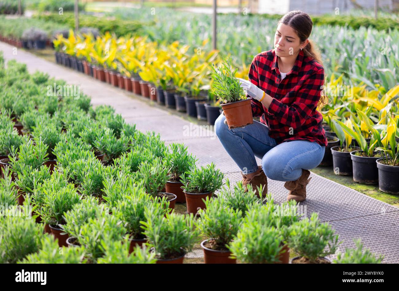 Gärtnerin, die Setzlinge im Topf hält Stockfoto