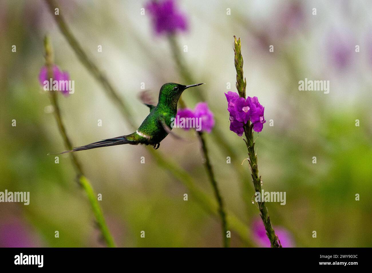 Green Thorntail, Rancho Naturalista, Turrialba, Costa Rica, Dezember 2023 Stockfoto