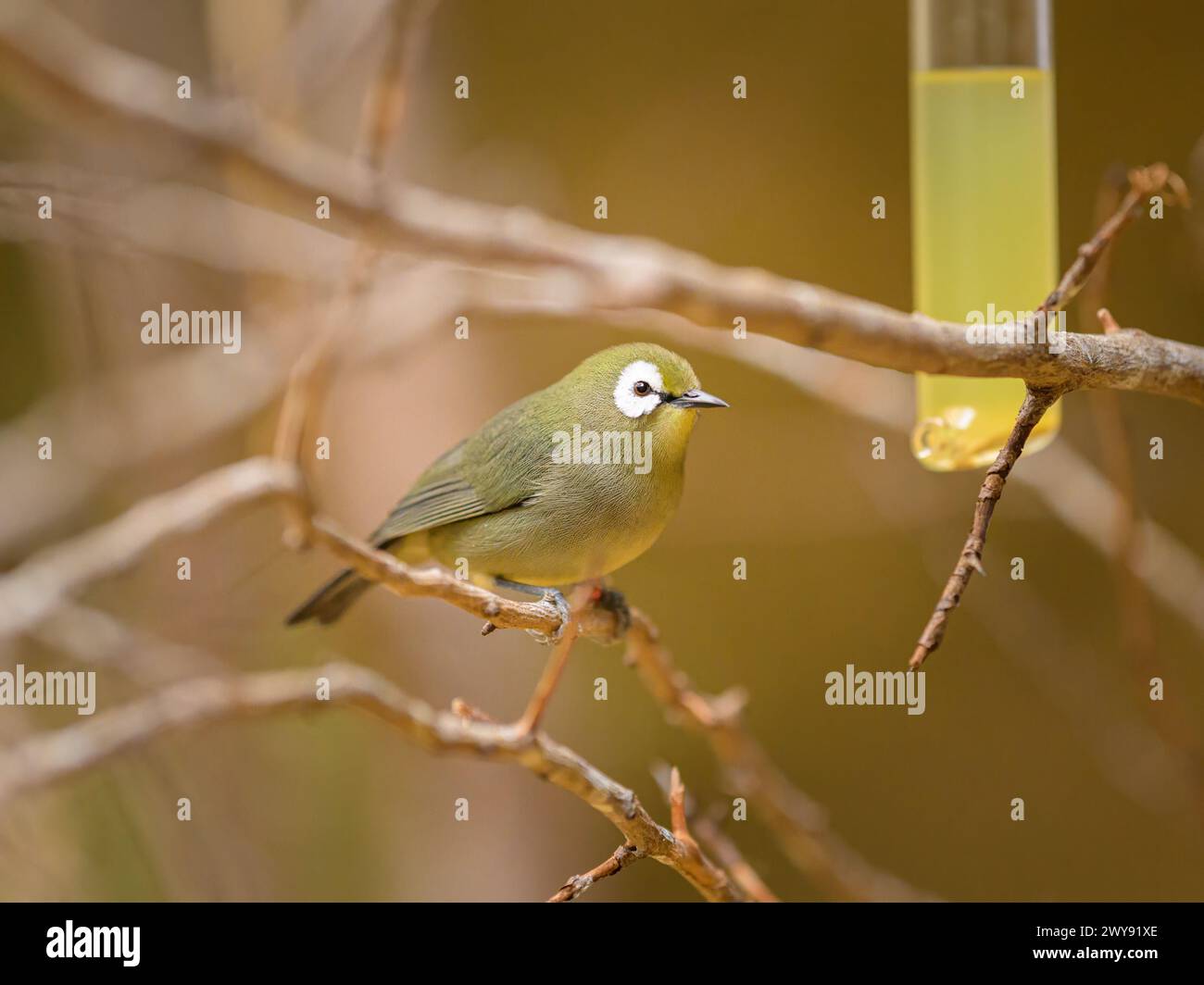 Ein Kilimandscharo White Eye, das auf einem Zweig in einem Zoo sitzt Stockfoto