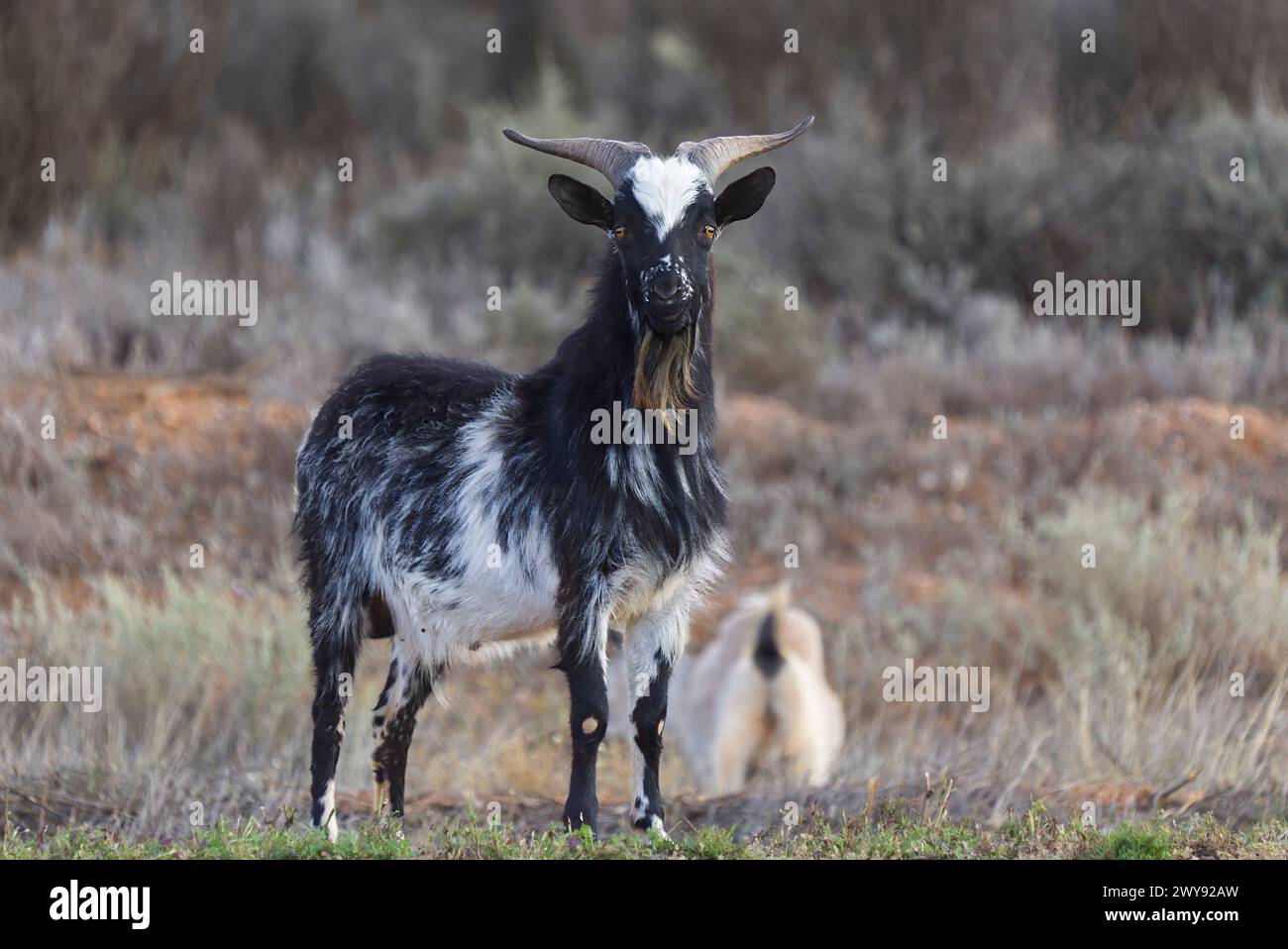 Schwarz-weiße Ziege mit langem Bart am Highway bei Yunta South Australia Stockfoto
