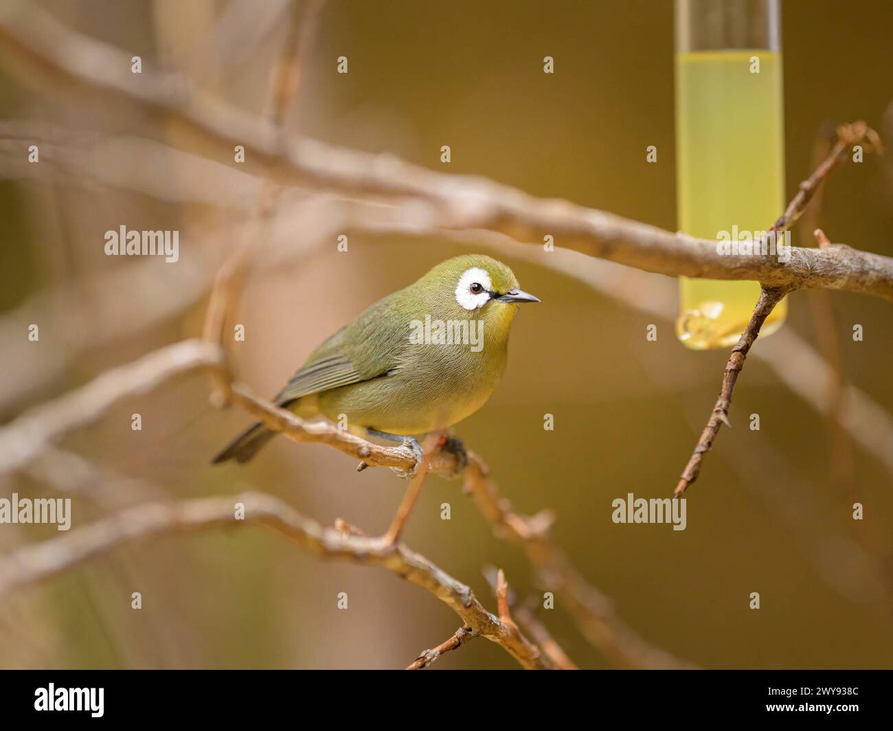 Ein weißes Auge des Kilimandscharo, das auf einem Zweig in einem Zoo in Österreich sitzt Stockfoto