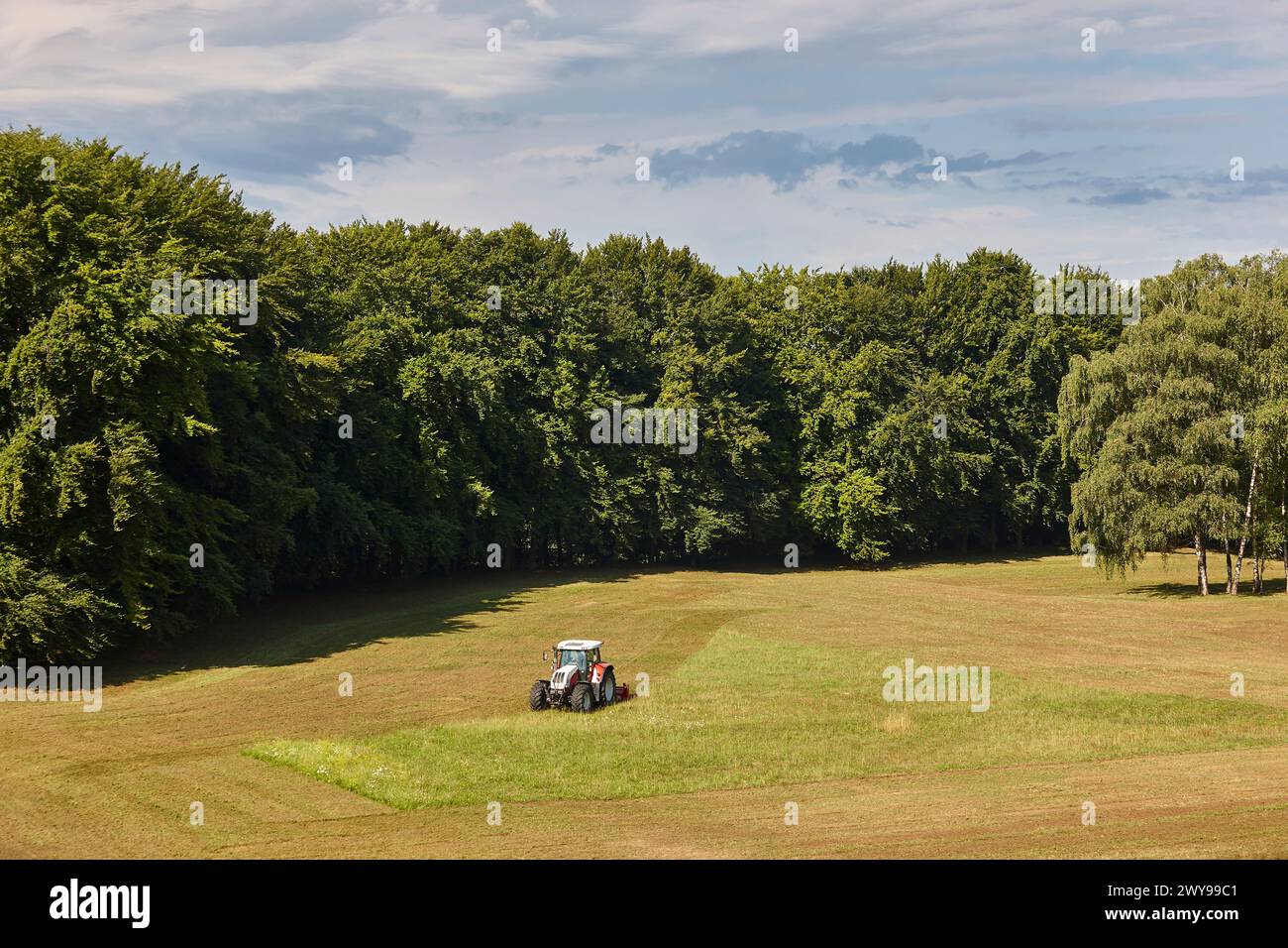 Traktor mäht Gras. Wiese umringt von Wald. Landwirtschaftslandschaft Stockfoto