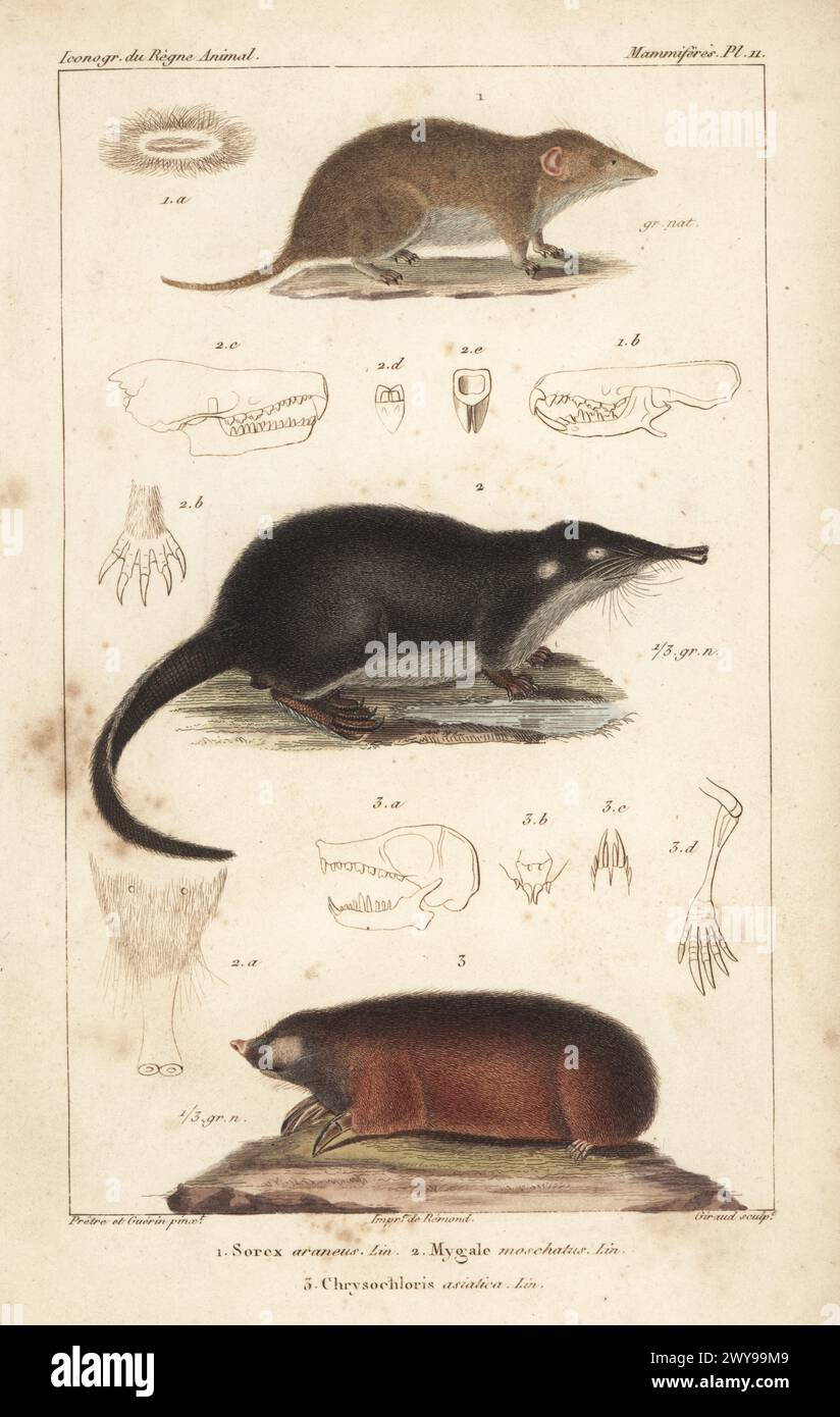 Sorex araneus 1, Desman, Desmana moschata 2 und Cape Golden mole, Chrysochloris asiatica 3. Handkolorierter Kupferstich von Eugene Giraud nach einer Illustration von Felix-Edouard Guérin-Méneville und Jean-Gabriel Pretre aus Guérin-Ménevilles Iconographie du règne Animal de George Cuvier, Ikonographie des Tierreiches von George Cuvier, J. B. Bailliere, Paris, 1829–1844. Stockfoto