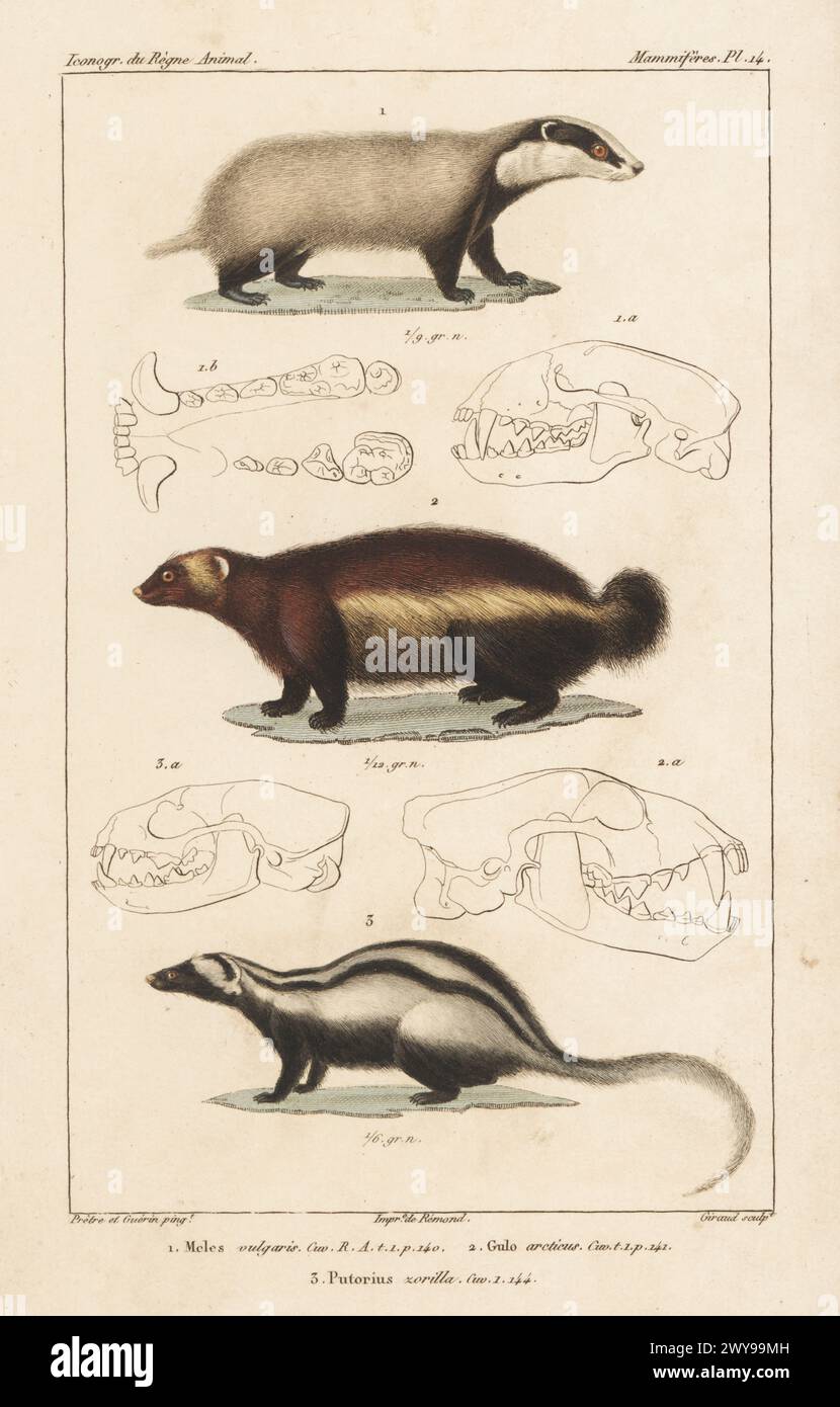 Europäischer Dachs, Meles meles 1, Wolverine, Gulo gulo subsp. Gulo 2 und gestreiftes Polecat Ictonyx striatus 3. Handkolorierter Kupferstich von Eugene Giraud nach einer Illustration von Felix-Edouard Guérin-Méneville und Jean-Gabriel Pretre aus Guérin-Ménevilles Iconographie du règne Animal de George Cuvier, Ikonographie des Tierreiches von George Cuvier, J. B. Bailliere, Paris, 1829–1844. Stockfoto