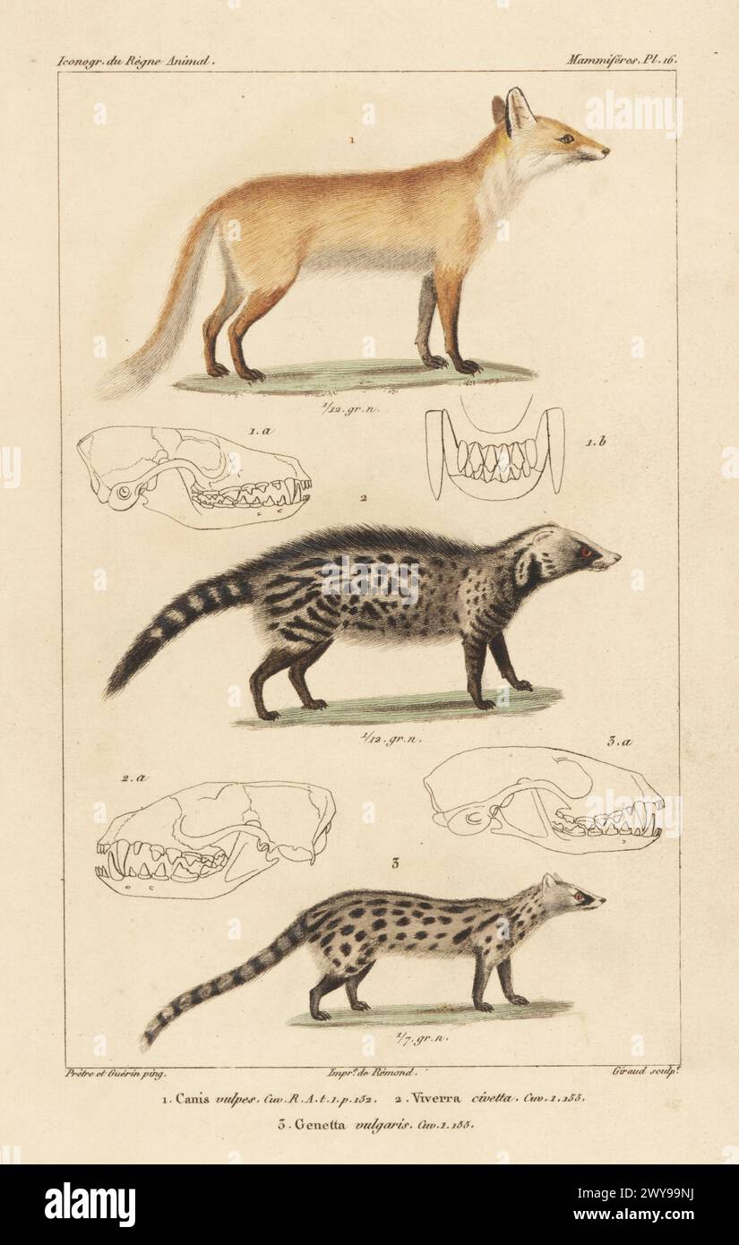 Rotfuchs, Vulpes vulpes 1, afrikanischer Zivet, civettictis civetta 2 und gemeiner genet, Genetta genetta 3. Handkolorierter Kupferstich von Eugene Giraud nach einer Illustration von Felix-Edouard Guérin-Méneville und Jean-Gabriel Pretre aus Guérin-Ménevilles Iconographie du règne Animal de George Cuvier, Ikonographie des Tierreiches von George Cuvier, J. B. Bailliere, Paris, 1829–1844. Stockfoto