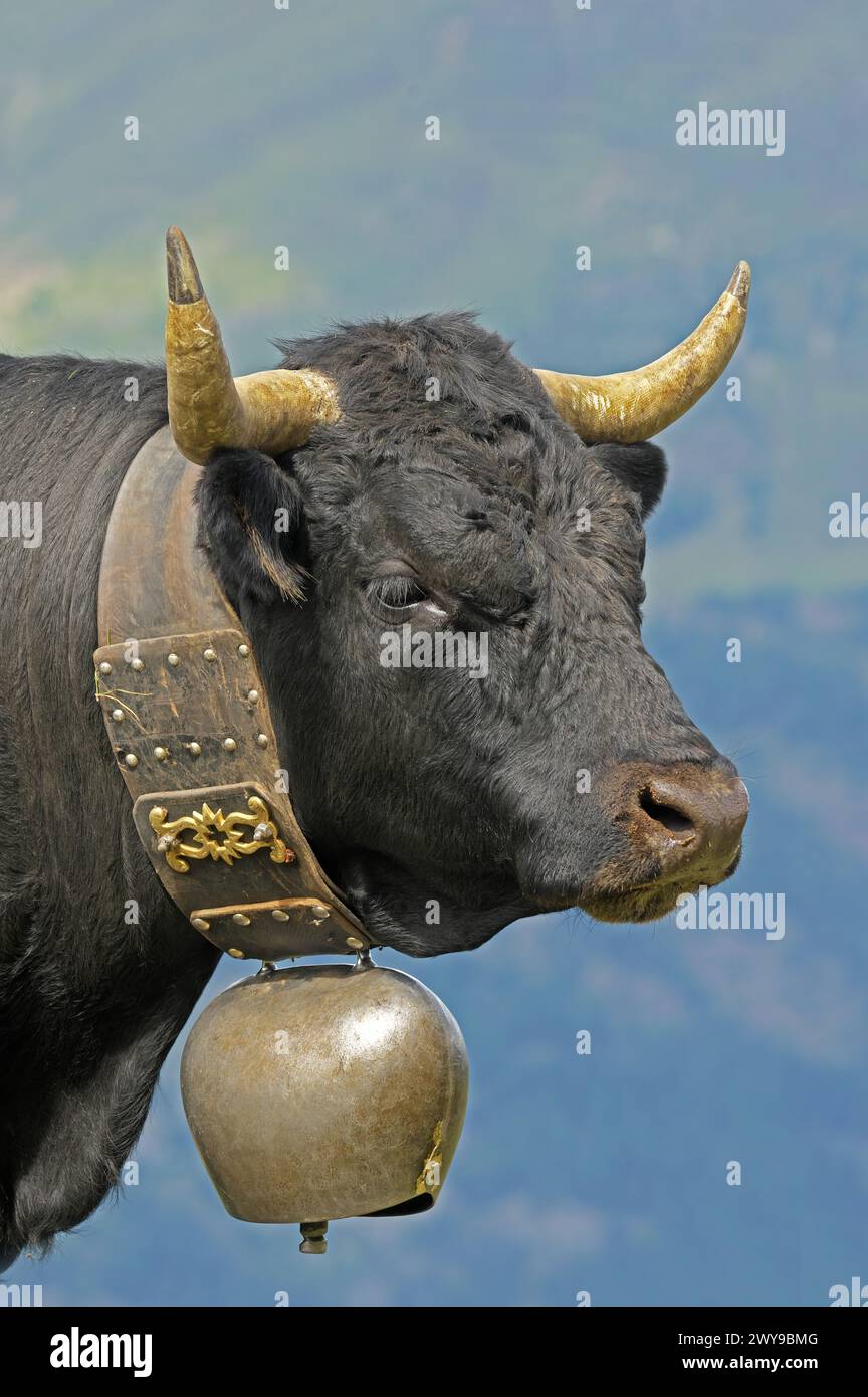 Eringer Kuh, Kopf und Glocke. Eringer sind die lokale seltene Rinderrasse. Wallis, Schweiz Stockfoto