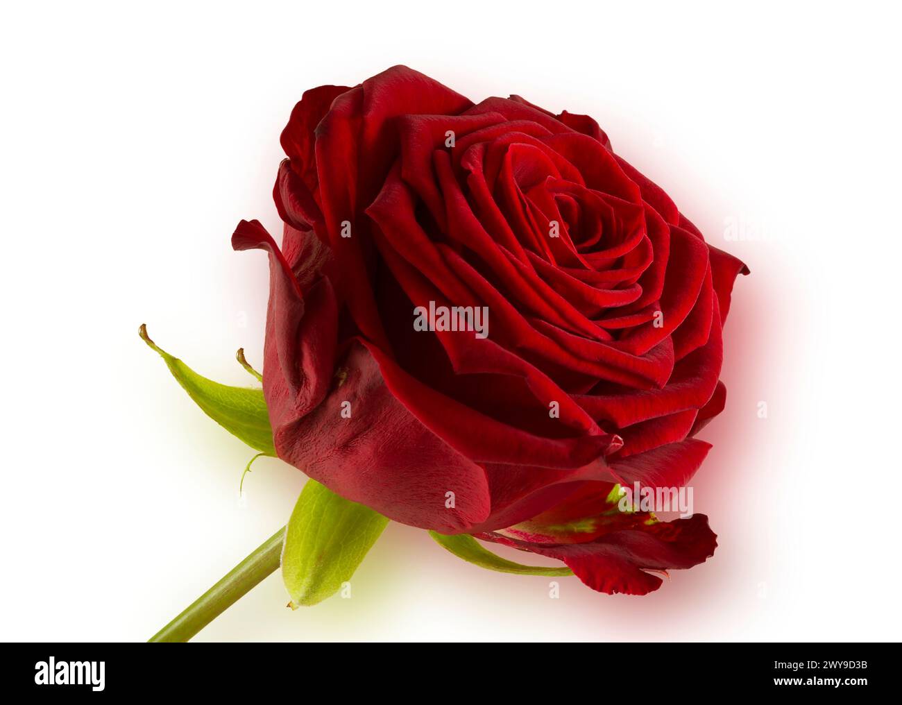 Isoliertes Foto einer blühenden roten Rose auf weißem Hintergrund. Stockfoto