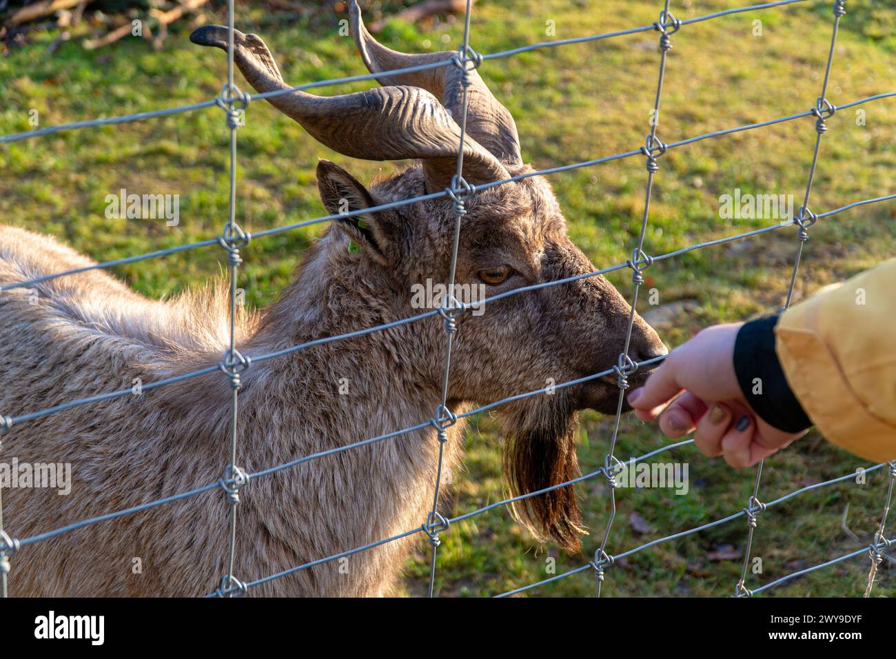 Eine Nahaufnahme einer Hand, die eine Ziege hinter einem Zaun füttern will Stockfoto