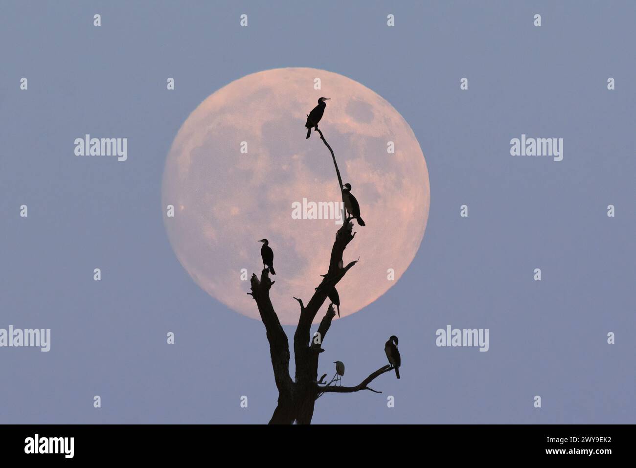 Die Vögel standen auf einem Ast mit Mond im Hintergrund Stockfoto