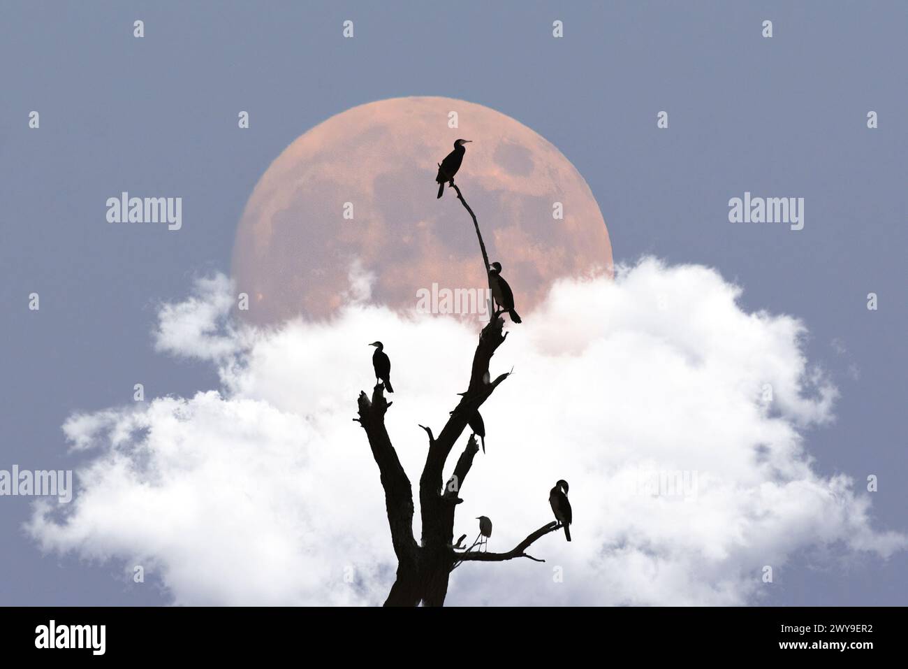 Vögel, die auf einem Ast sitzen, mit Mond im Hintergrund Stockfoto