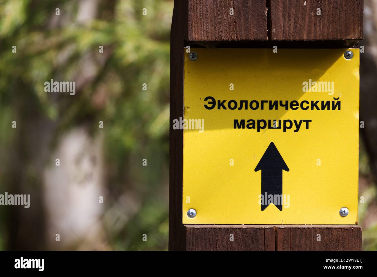 Gelbe Informationstafel im Wald, Richtung Wanderweg. Russischer Text bedeutet: Ökologischer Wanderweg Stockfoto