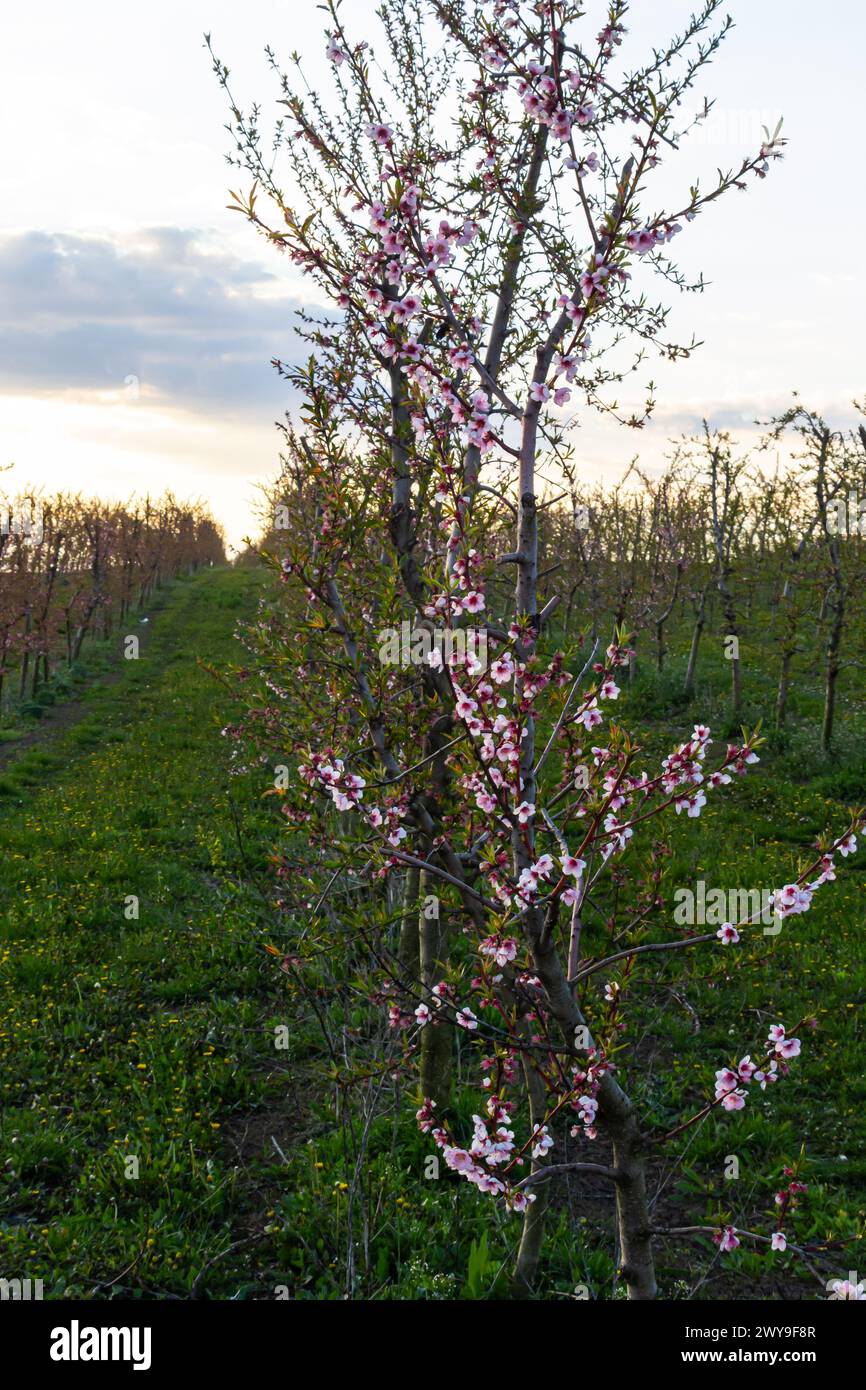 Üppig blühende Pfirsichbäume Garten am sonnigen Frühlingstag. Stockfoto