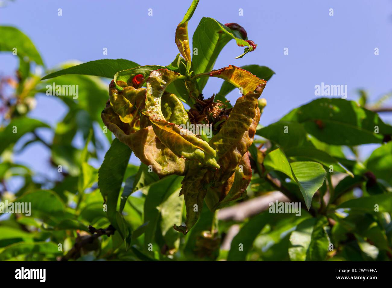 Pfirsichfarbene Laubkräuselung. Pilzkrankheit des Pfirsichbaumes. Taphrina deformans. Pfirsichbaum-Pilzkrankheit. Selektiver Fokus. Thema - Krankheiten und Schädlinge der Frucht Stockfoto