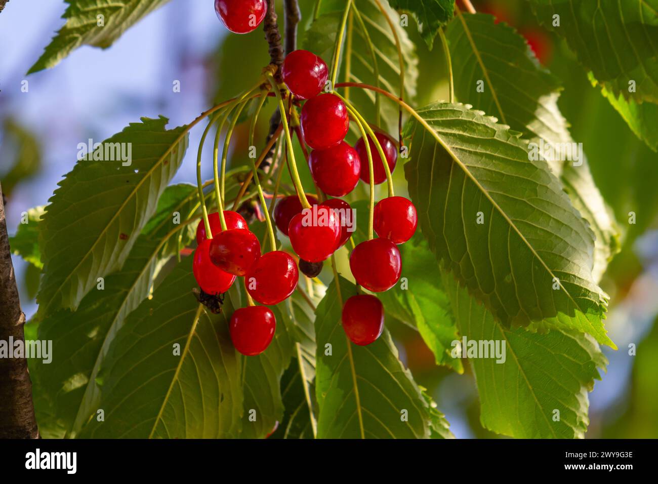 Zweig reifer roter Kirschen auf einem Baum im Garten. Stockfoto