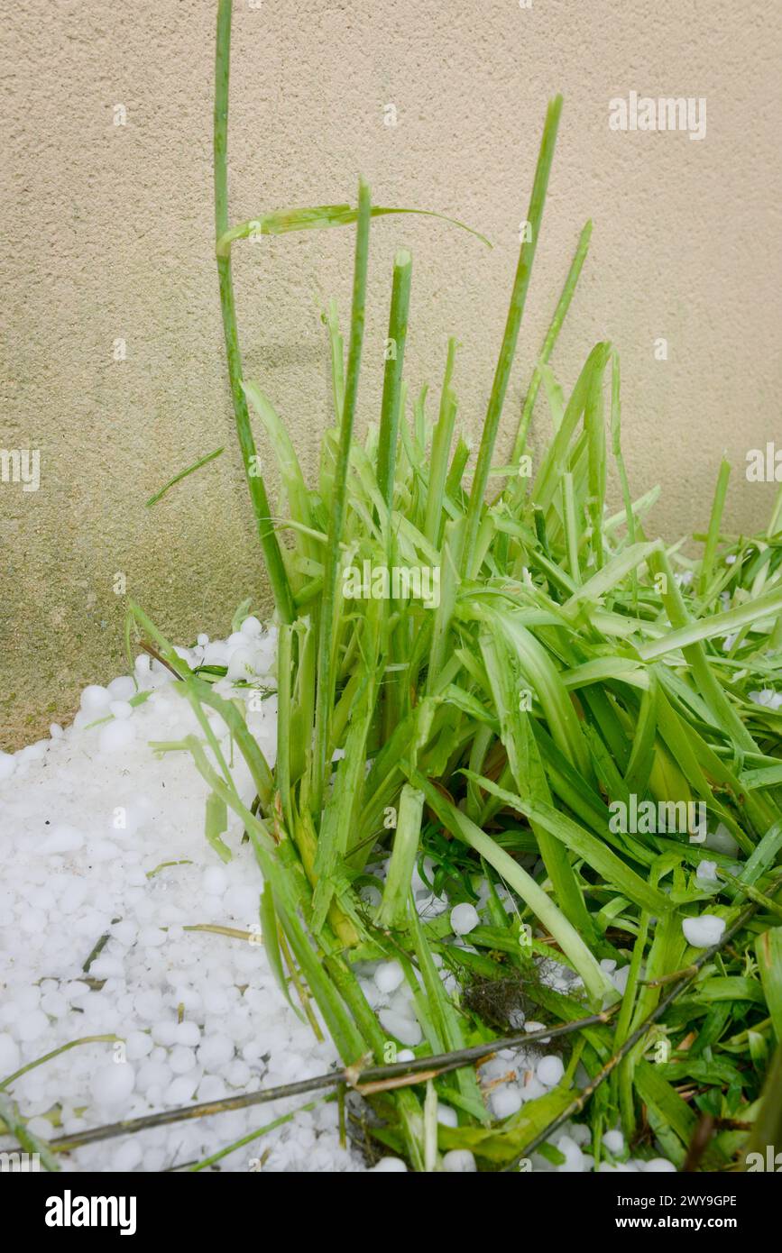 Ein Hagelsturm Schnitt die Stämme der Pflanzen im Garten Stockfoto