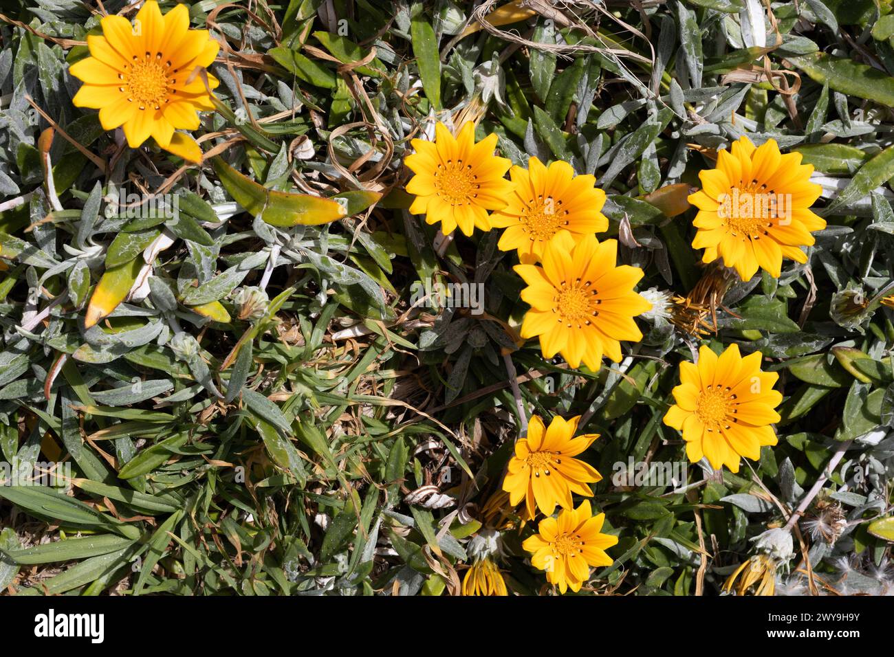 Lebhafte gelbe Wildblumen im Grünen, Gazania rigens Stockfoto