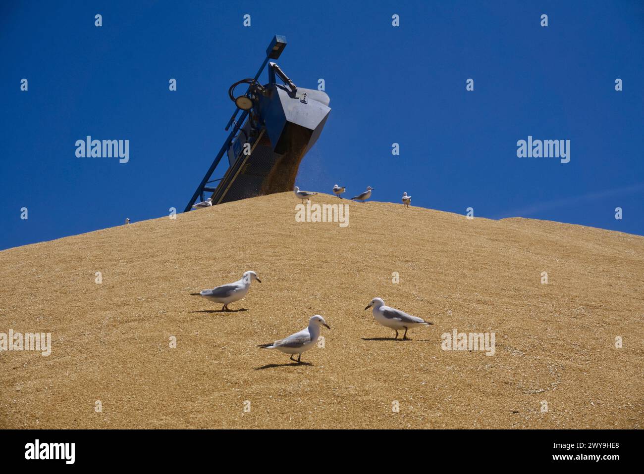 Silbermöwen sammeln Schnecken und Marienkäfer aus frisch geerntetem Weizenkorn, die in einem Bunker in Arno Bay South Australia gelagert werden Stockfoto