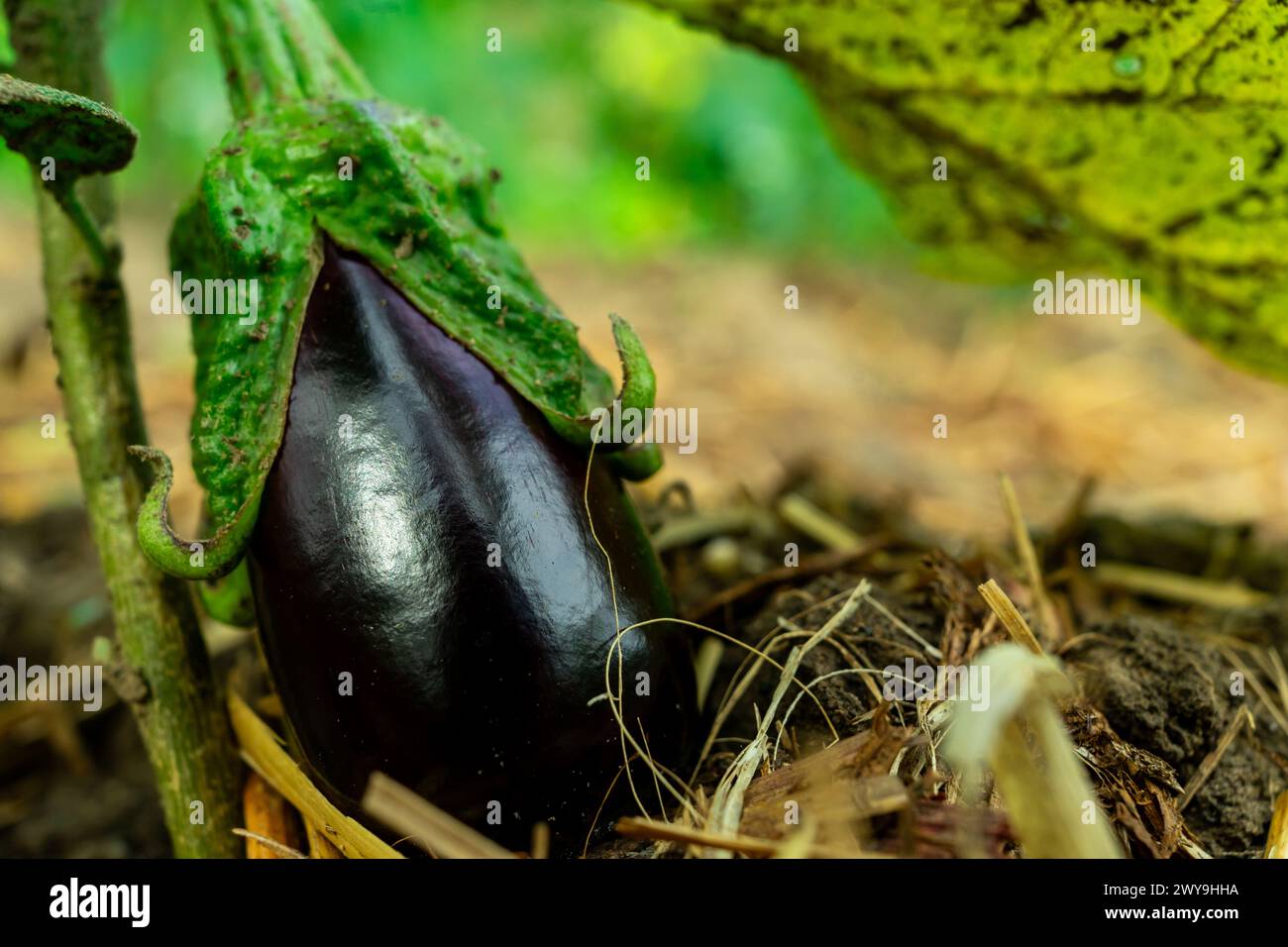 Nahaufnahme einer kleinen Aubergine, die in der Nähe eines Auberginen-Busches wächst. Stockfoto