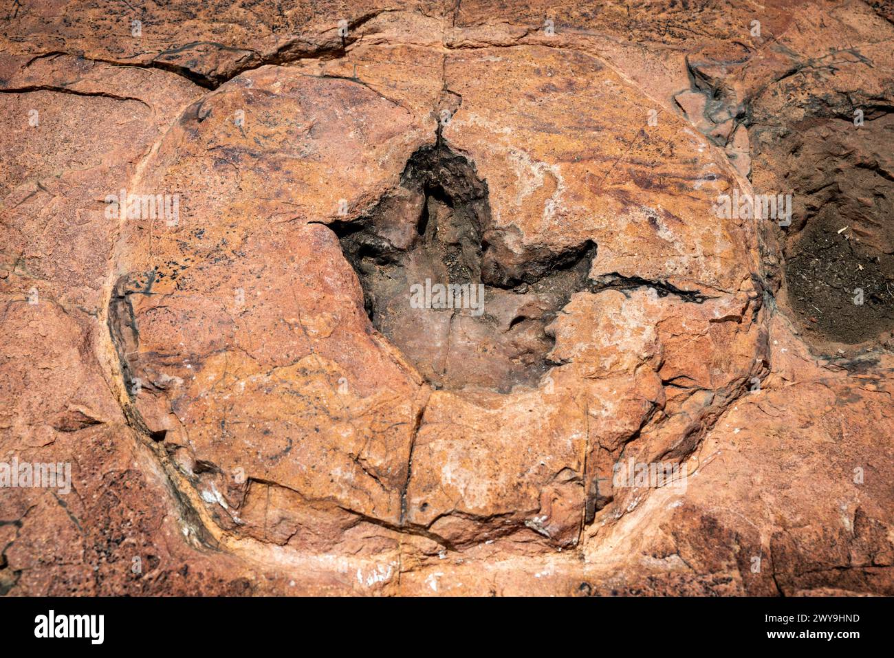 Ein Dinosaurier-Fußspuren in einem fossilen Flussbett in Namibia Stockfoto