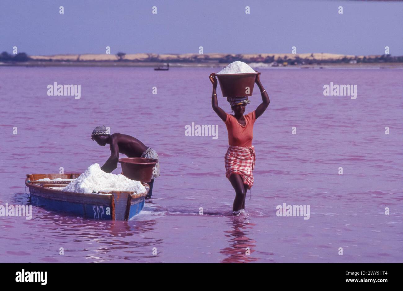 Senegal, „Ernte“ von Salz aus dem Lake Retba, auch bekannt als Lac Rose (bedeutet „rosa See“). Seine rosa Wasser verursacht durch Dunaliella salina Algen und bekannt Stockfoto