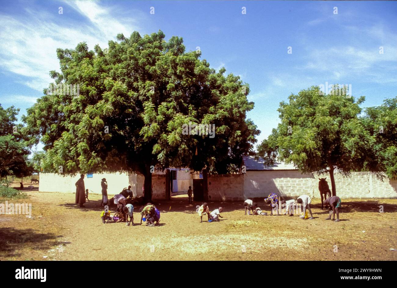 Senegal, Frau und Kinder nehmen die Samen des Neem-Baumes auf, ein Baum, der viele medizinische und hygienische Zwecke hat. Stockfoto