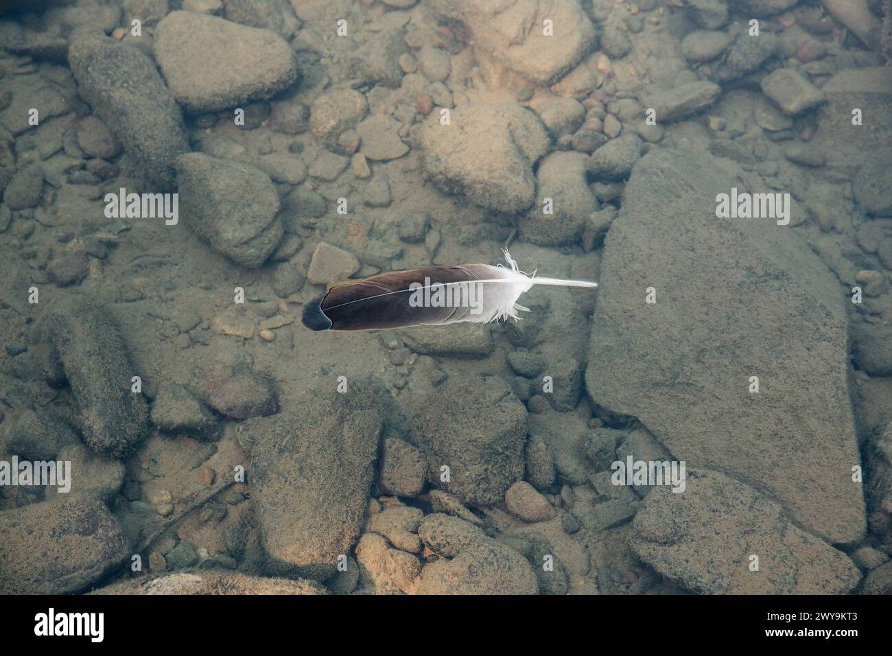 Adlerfeder schwimmt im Flusswasser Stockfoto