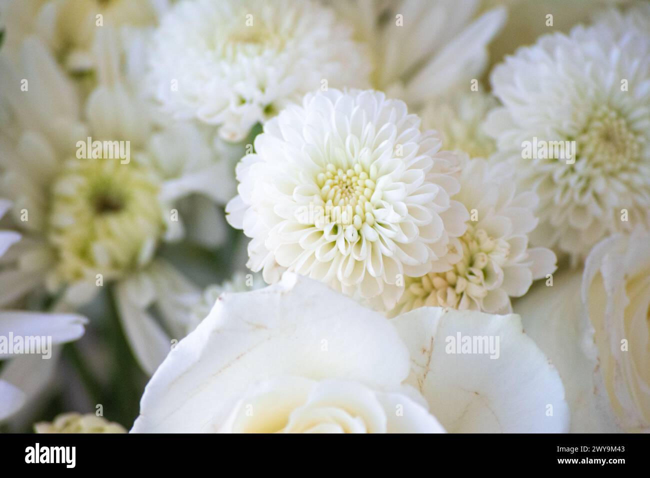 Elegante weiße Chrysanthemen und Rosen in Blumenarrangements Stockfoto