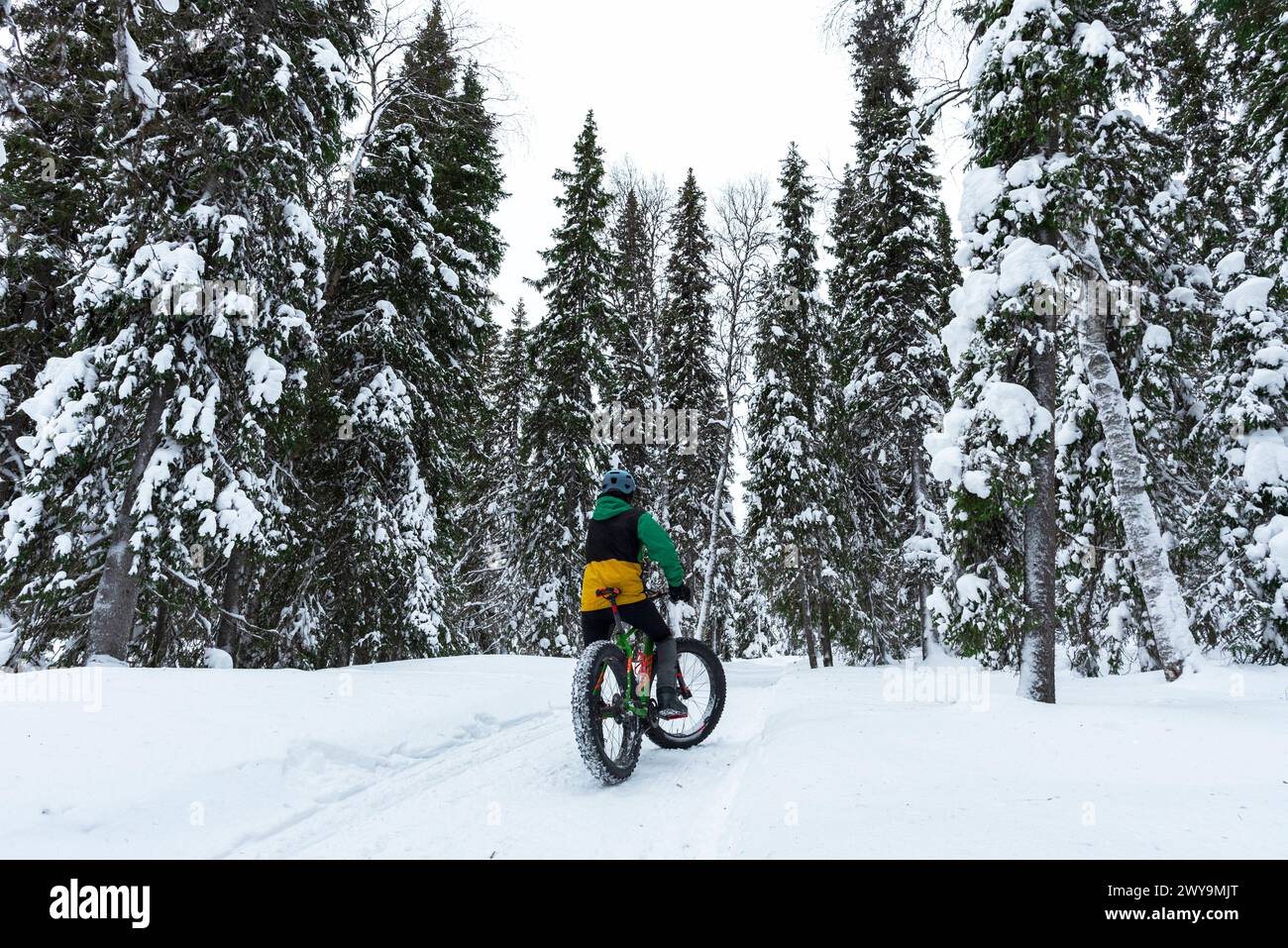 Männlicher Tourist mit feinem Fahrrad, der die Winterwege in den schneebedeckten Wäldern, Finnisch Lappland, Akaslompolo, Pallas-Yllastunturi Nationalpark, Kol erkundet Stockfoto