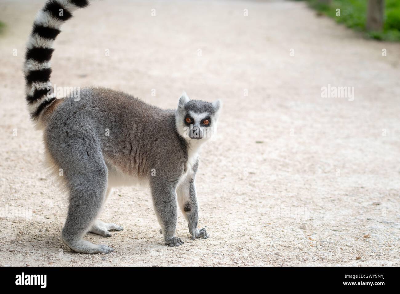 Seitenansicht eines Lemuren mit Ringschwanz, der auf die Kamera blickt Stockfoto