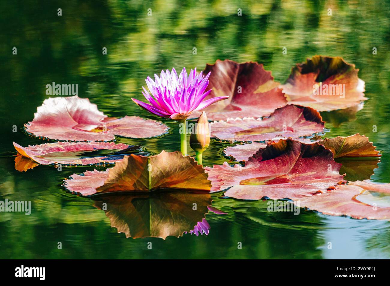 Malerisch violette Seerose mit Lilienpads Stockfoto