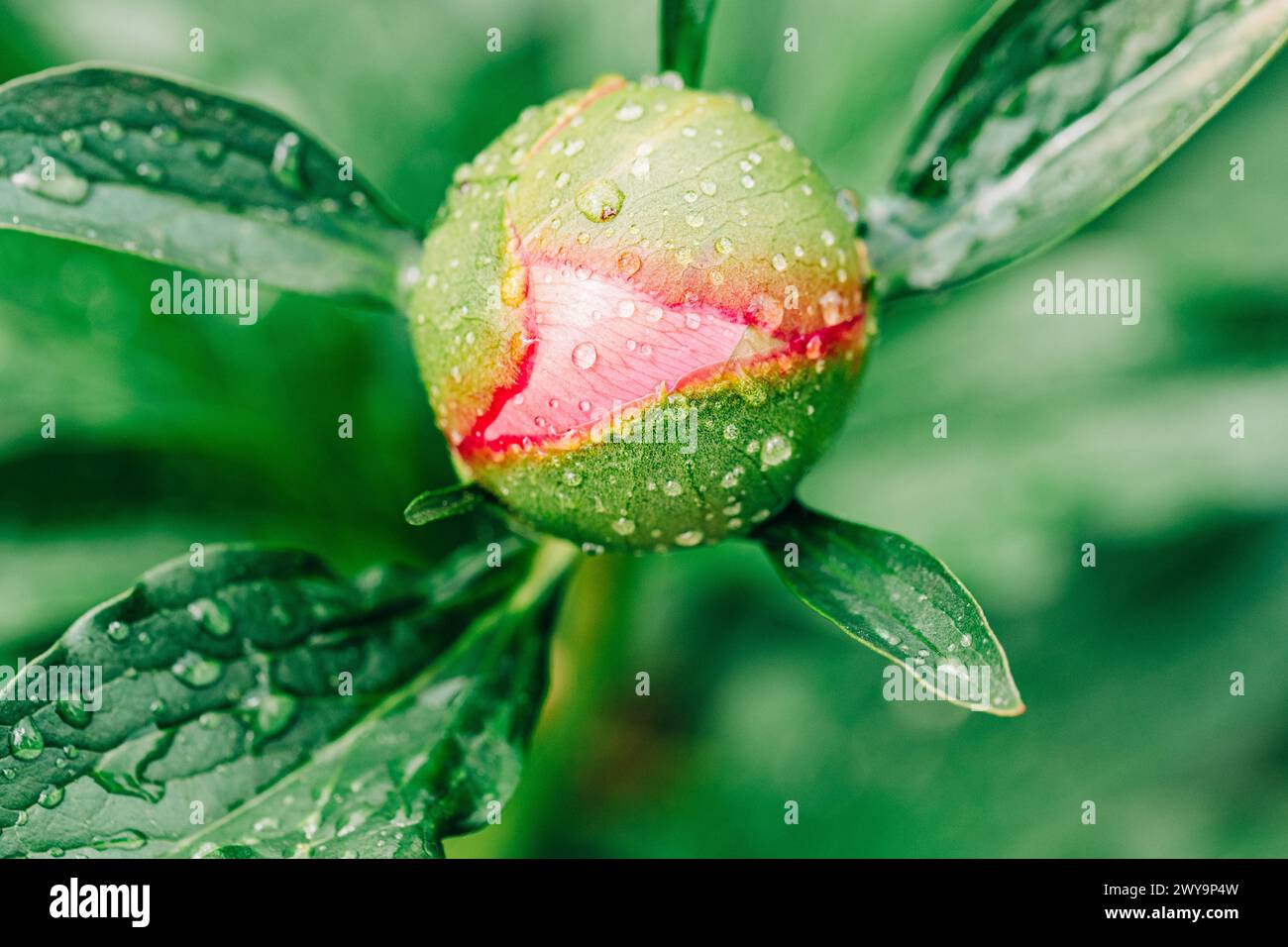 Rosafarbene Pfingstrose mit grünem Laub und Regentropfen Stockfoto