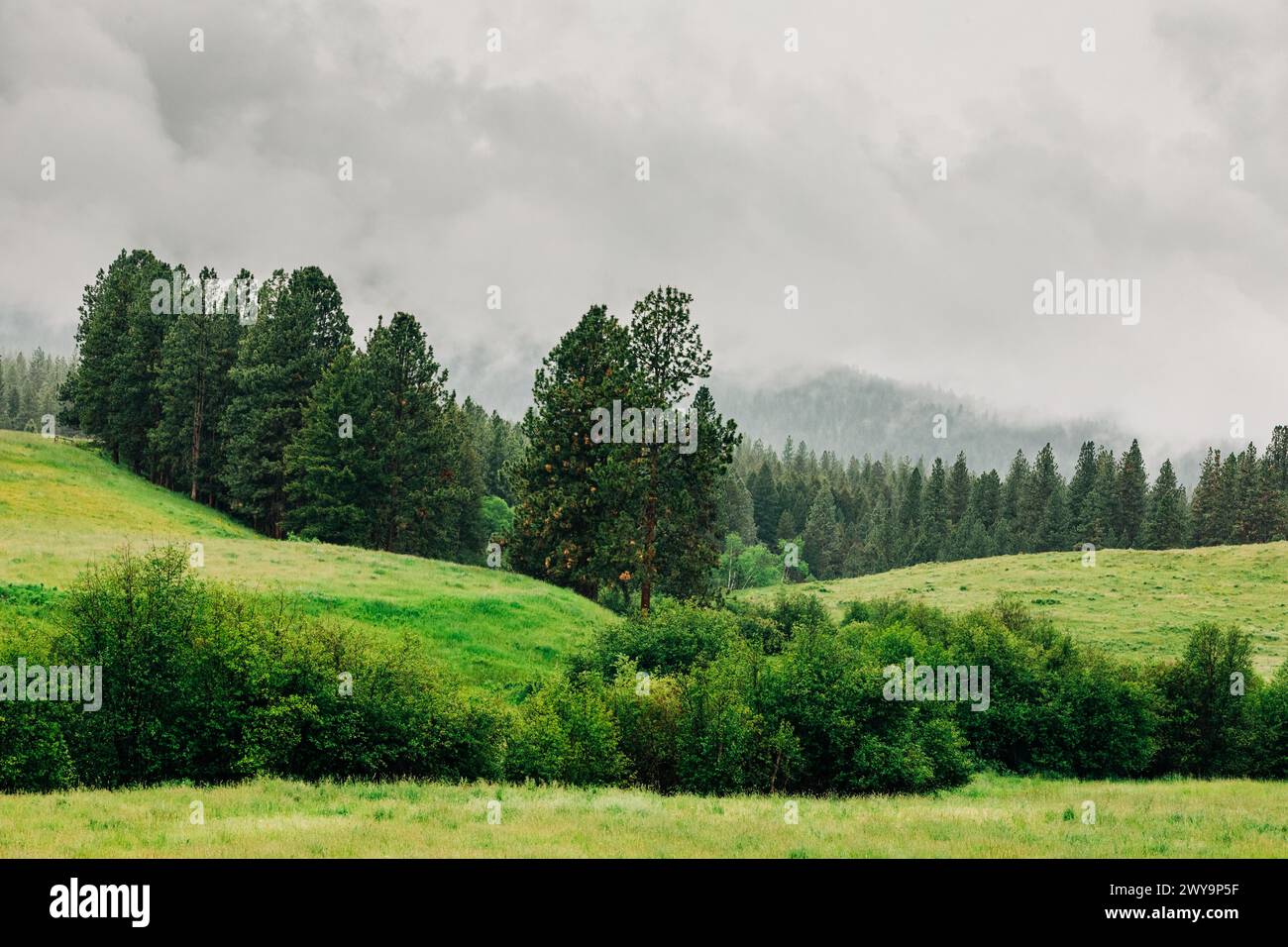 Üppige ländliche Landschaft von Montana an nebeligen Tagen Stockfoto
