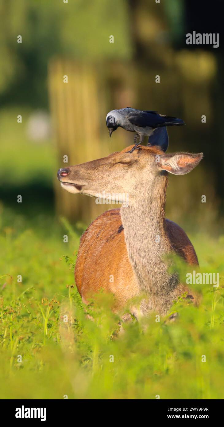 „Bilder wie diese sind etwas Besonderes für mich. Sie stellen die harmonische Beziehung dar, mit der Tiere in der Natur leben.“ LONDON COMIC Imag Stockfoto