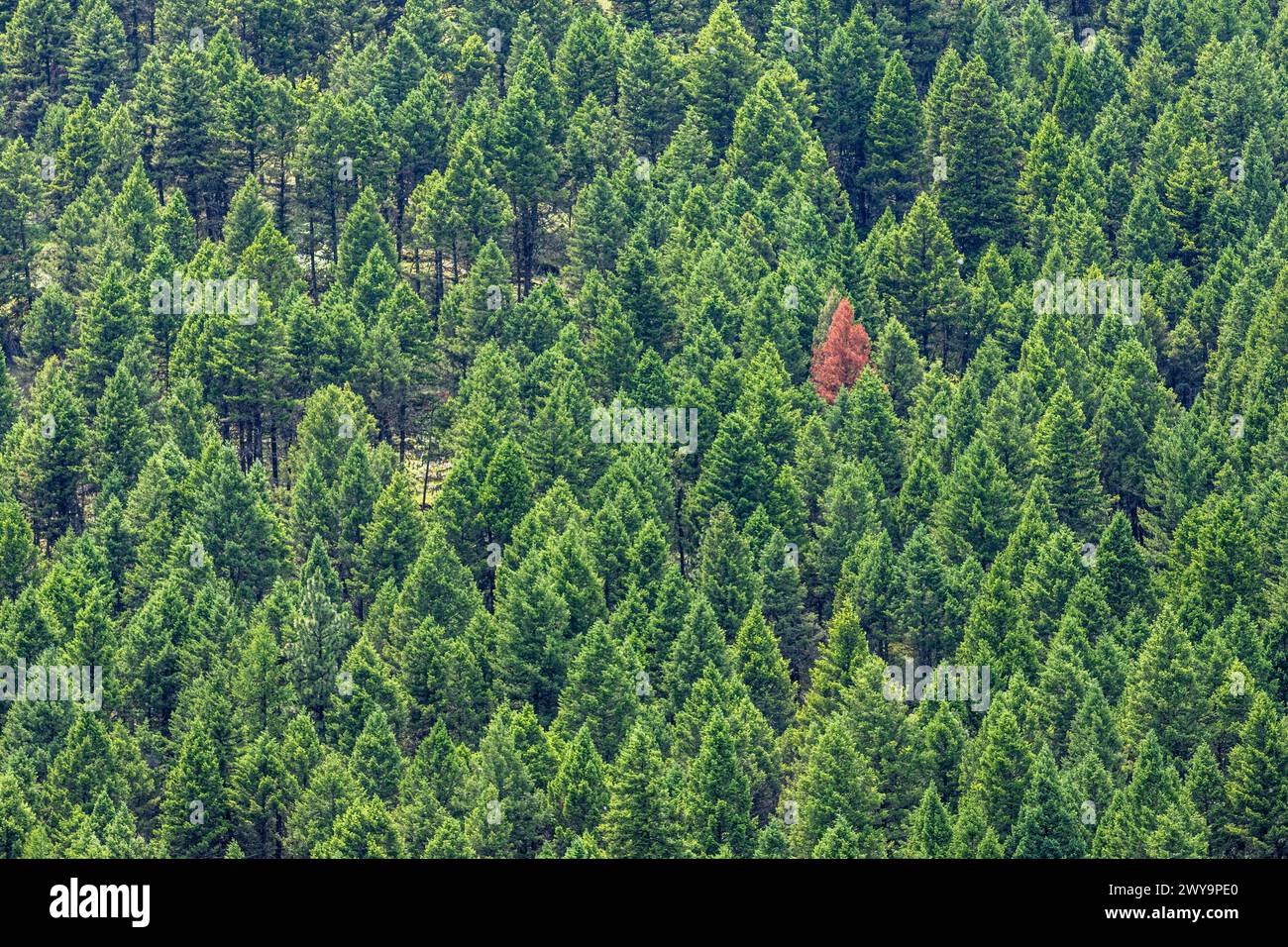 Ein roter Baum im Wald wegen Kieferkäfer-Krankheit Stockfoto