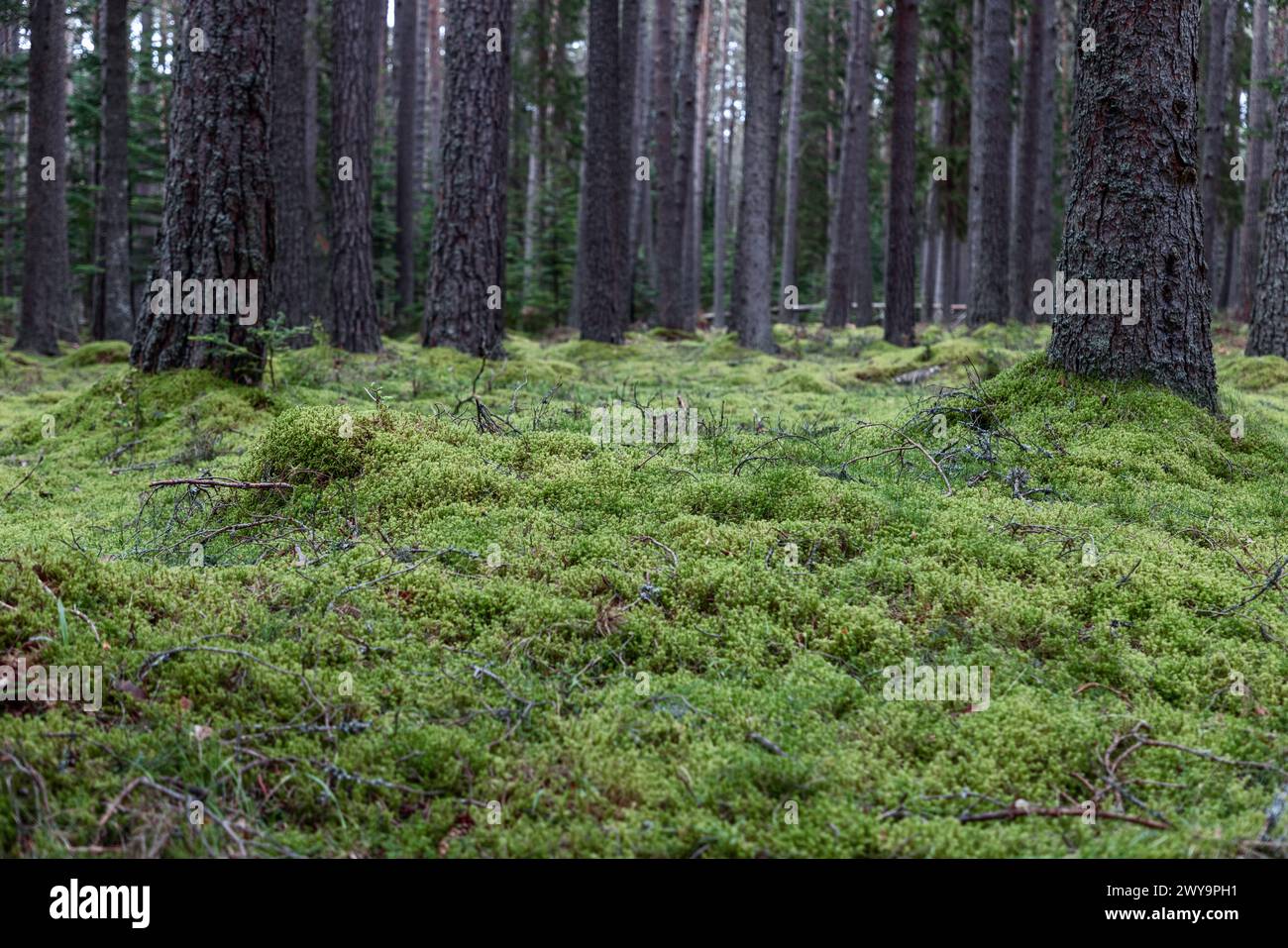 Weiches grünes Moos bedeckt den Waldboden um hohe Kiefernstämme in einem schottischen Wald, mit kleinen Setzlingen und abgefallenen Zweigen im Vordergrund. Stockfoto