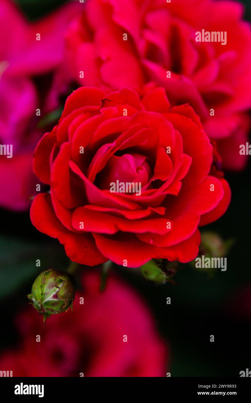 Nahaufnahme lebendige rote Rose blüht mit Bud Stockfoto