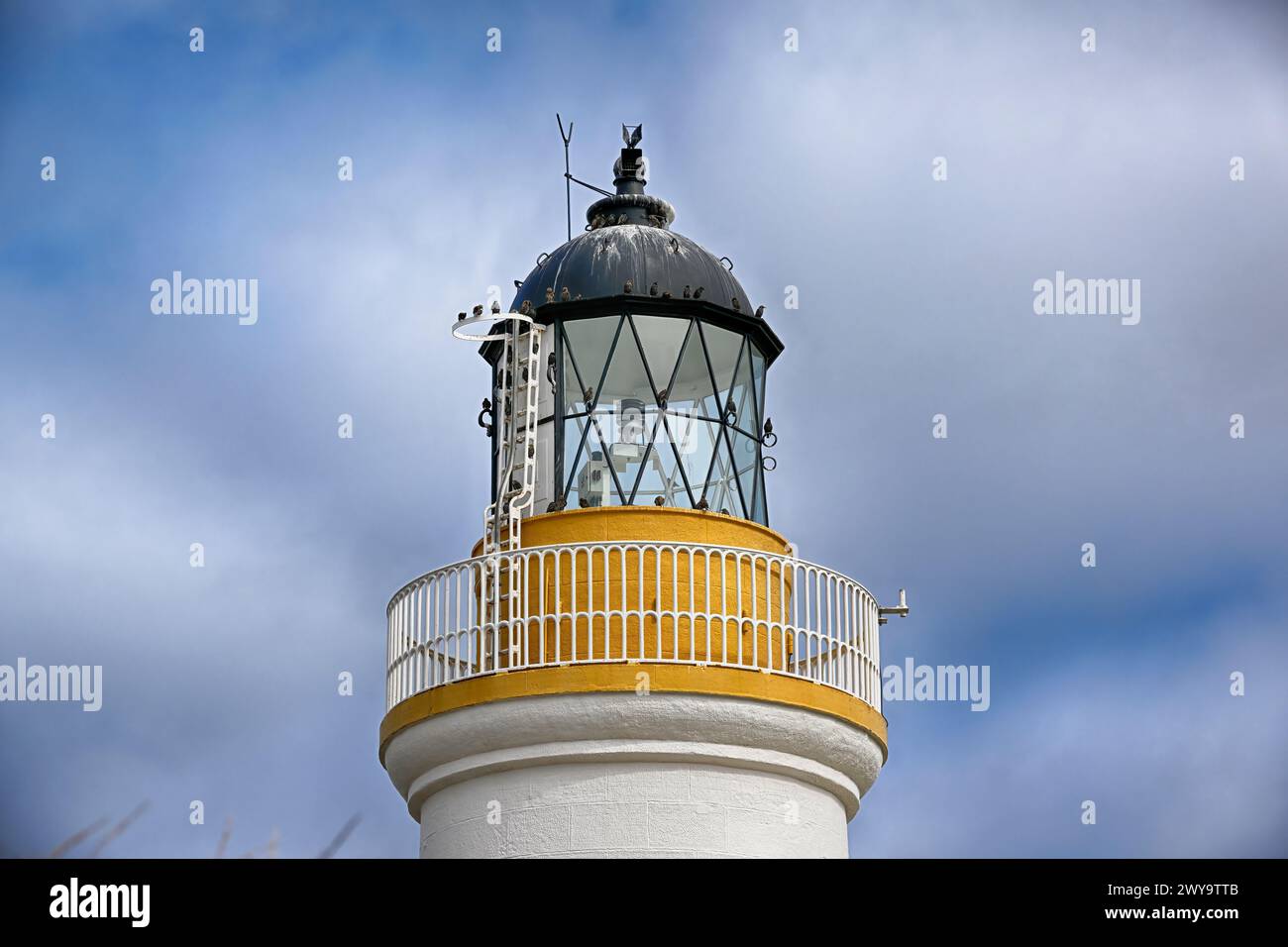 Starlinge auf dem Chanory Point Lighthouse, der Black Isle, Schottland, Großbritannien Stockfoto